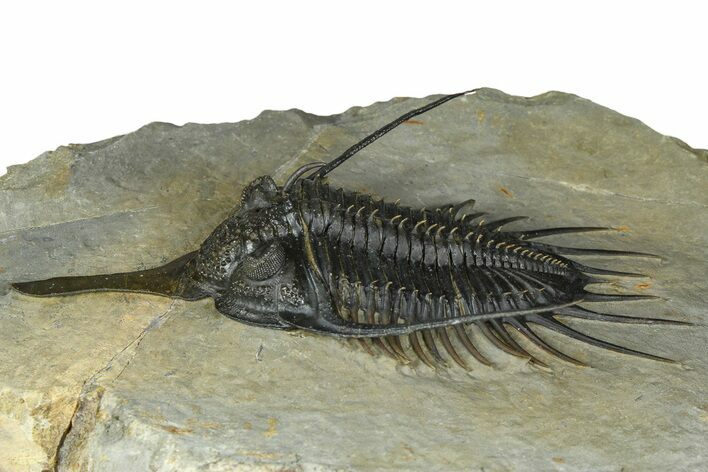 Prone Psychopyge Trilobite - Top Quality Specimen #368559